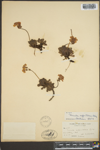 Primula mistassinica image
