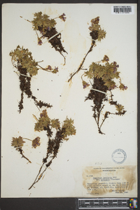 Douglasia laevigata var. ciliolata image