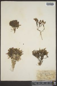 Douglasia montana image