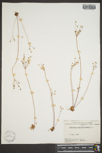 Androsace septentrionalis image