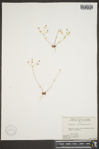 Androsace septentrionalis image