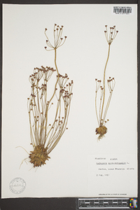 Androsace septentrionalis image