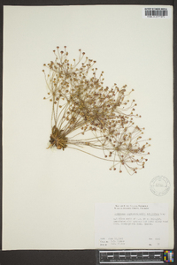 Androsace septentrionalis subsp. subulifera image