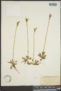 Primula stricta image