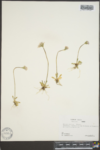 Primula stricta image