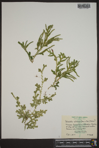 Selaginella willdenowii image