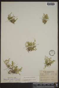 Selaginella apoda image