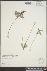 Samolus ebracteatus image