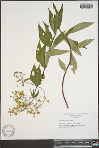 Lysimachia hybrida image