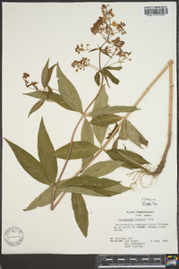 Lysimachia hybrida image