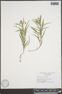 Lysimachia lanceolata image