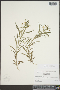 Lysimachia lanceolata image