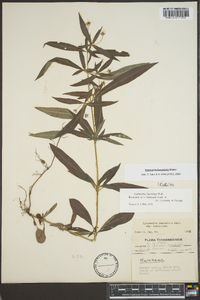 Lysimachia lanceolata image