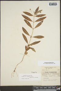 Lysimachia lanceolata image