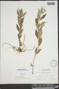 Lysimachia lanceolata image
