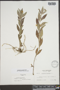 Lysimachia lanceolata image