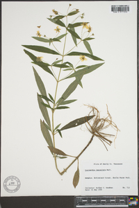 Lysimachia lanceolata image