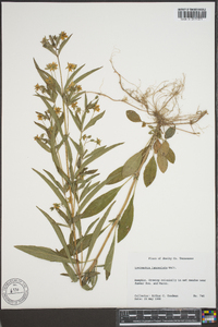 Lysimachia lanceolata image