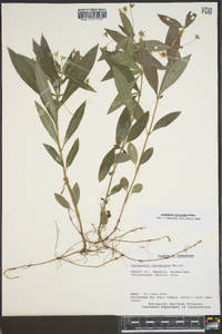 Lysimachia lanceolata image