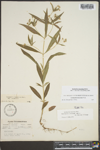 Lysimachia lanceolata image