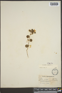 Lysimachia nummularia image