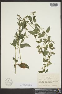 Lysimachia radicans image