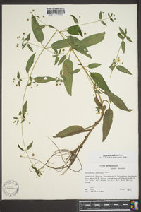 Lysimachia radicans image