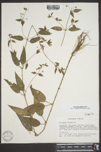 Lysimachia radicans image