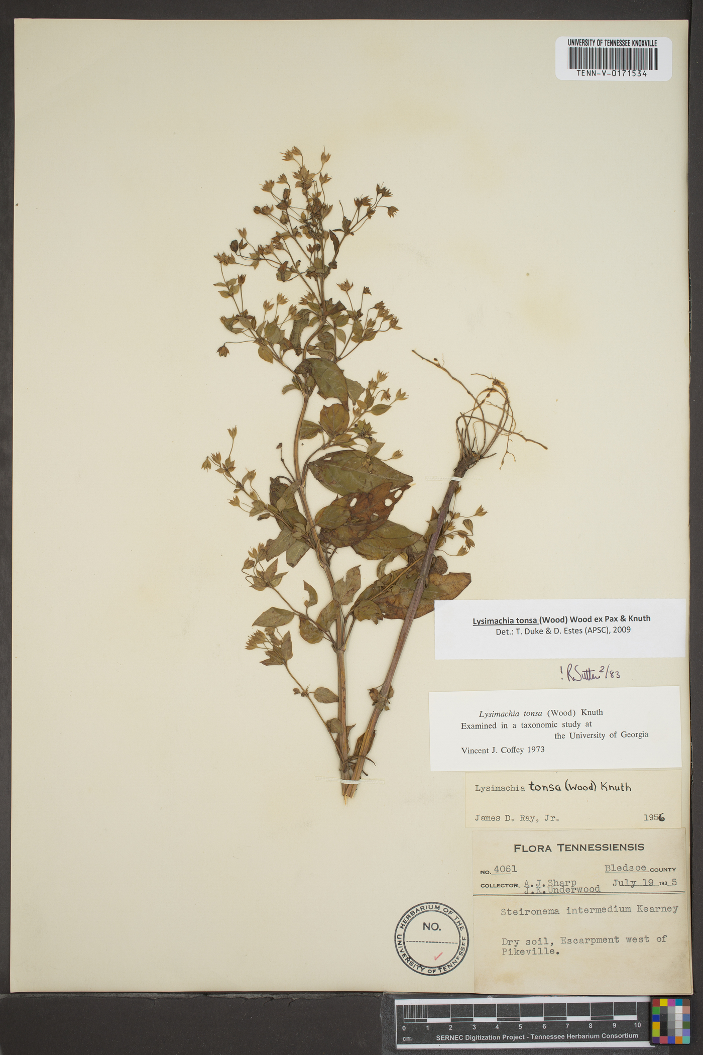 Lysimachia tonsa image