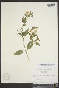 Lysimachia tonsa image