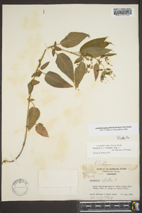 Lysimachia tonsa image