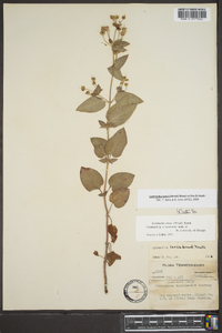 Lysimachia tonsa image