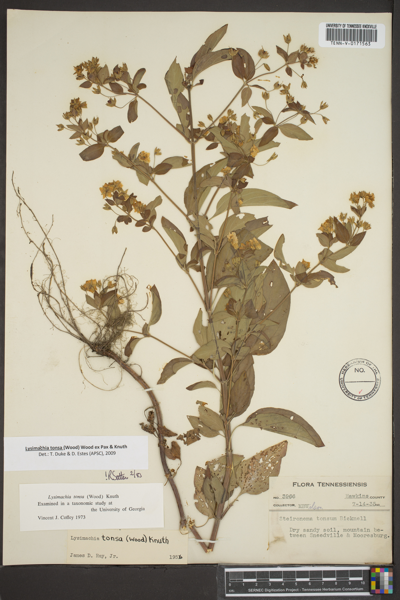 Lysimachia tonsa image