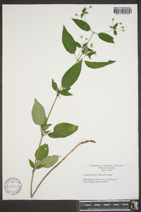 Lysimachia tonsa image