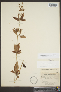 Lysimachia tonsa image