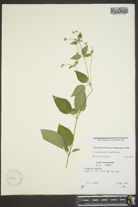 Lysimachia tonsa image