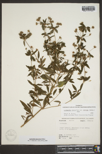 Lysimachia lanceolata image