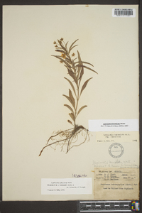 Lysimachia lanceolata image