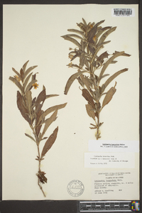 Lysimachia lanceolata image