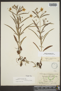 Lysimachia lanceolata image