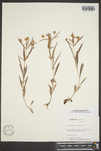 Lysimachia lanceolata image