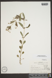 Lysimachia lanceolata image