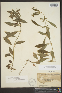 Lysimachia lanceolata image