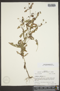 Lysimachia lanceolata image