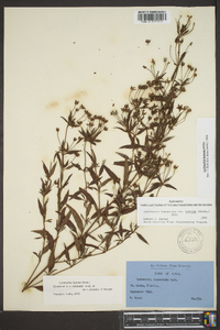 Lysimachia lanceolata image