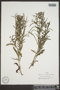 Lysimachia lanceolata image