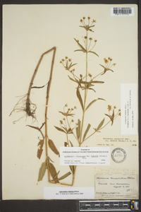 Lysimachia lanceolata image