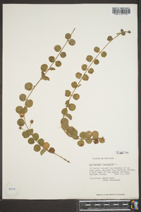 Lysimachia nummularia image