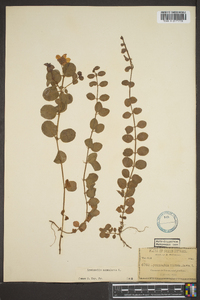 Lysimachia nummularia image