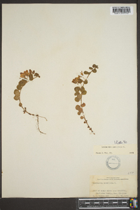 Lysimachia nummularia image